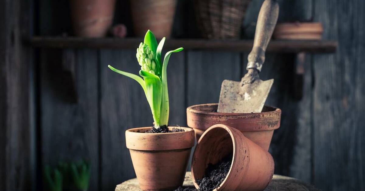 Comprehensive Guide to Plant Care for Beginners