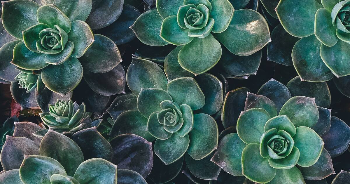 Easy guide on how to care for succulents