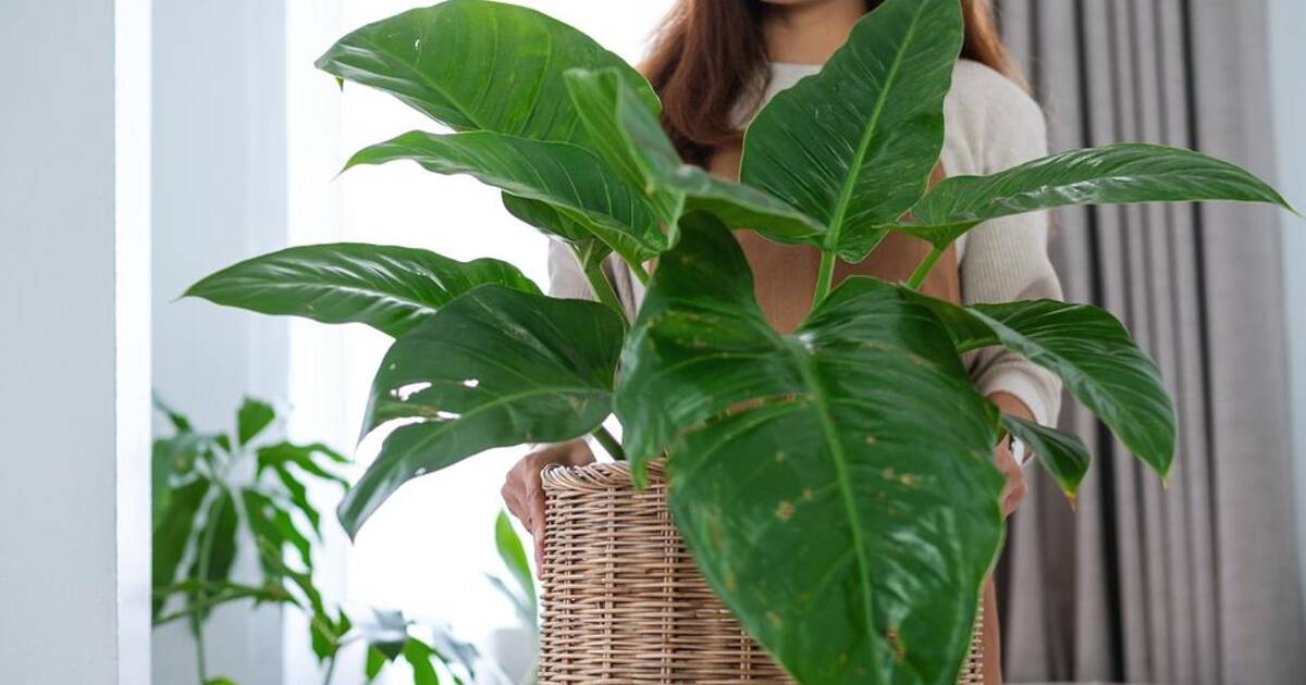 The Ultimate Guide to Choosing, Growing, and Caring for Indoor Plants