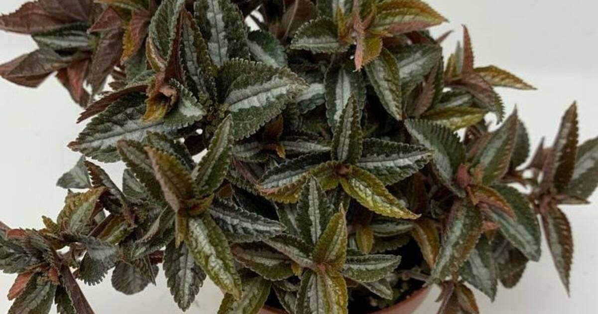 How to take care of Pilea Dark Mystery