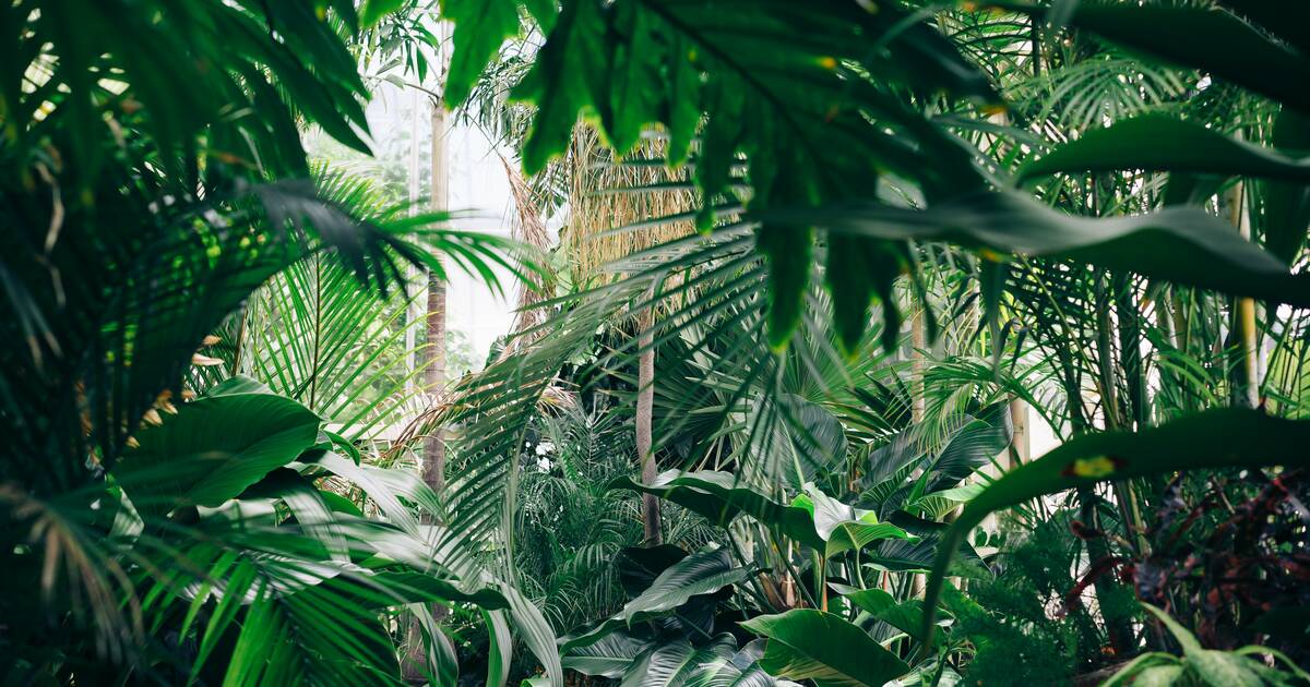 Top 10 Beginner-Friendly Plants