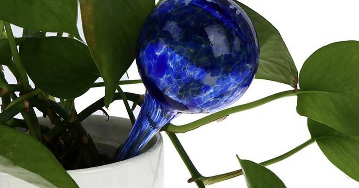 Watering Globes For Plants