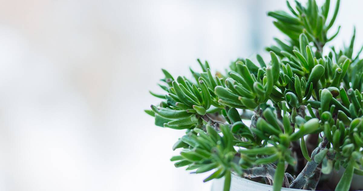 Ogre Ear Succulent Care Guide