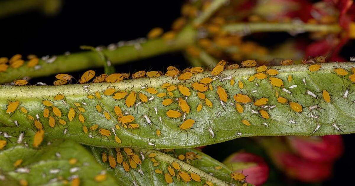Tiny yellow bugs on plants and how to get rid of them