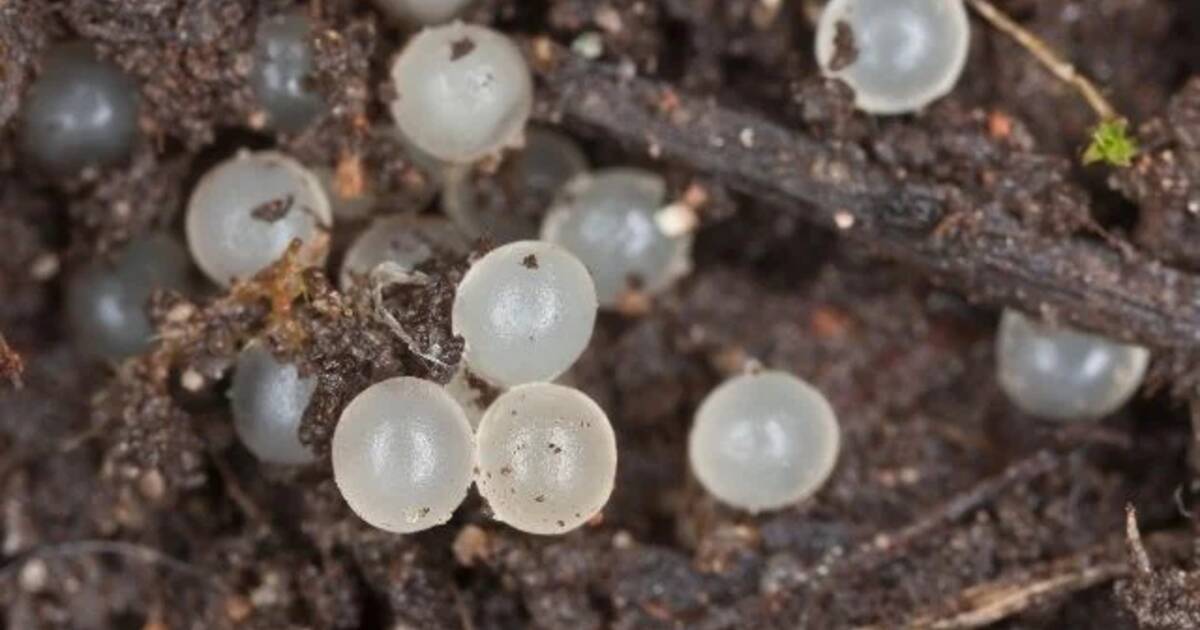 Spider Eggs In Plant Soil