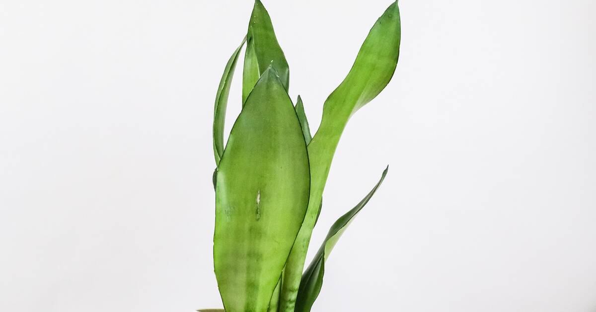Moonshine Snake Plant Care Guide