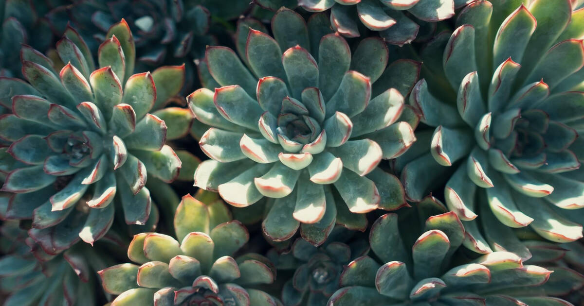 How Often To Water Succulents