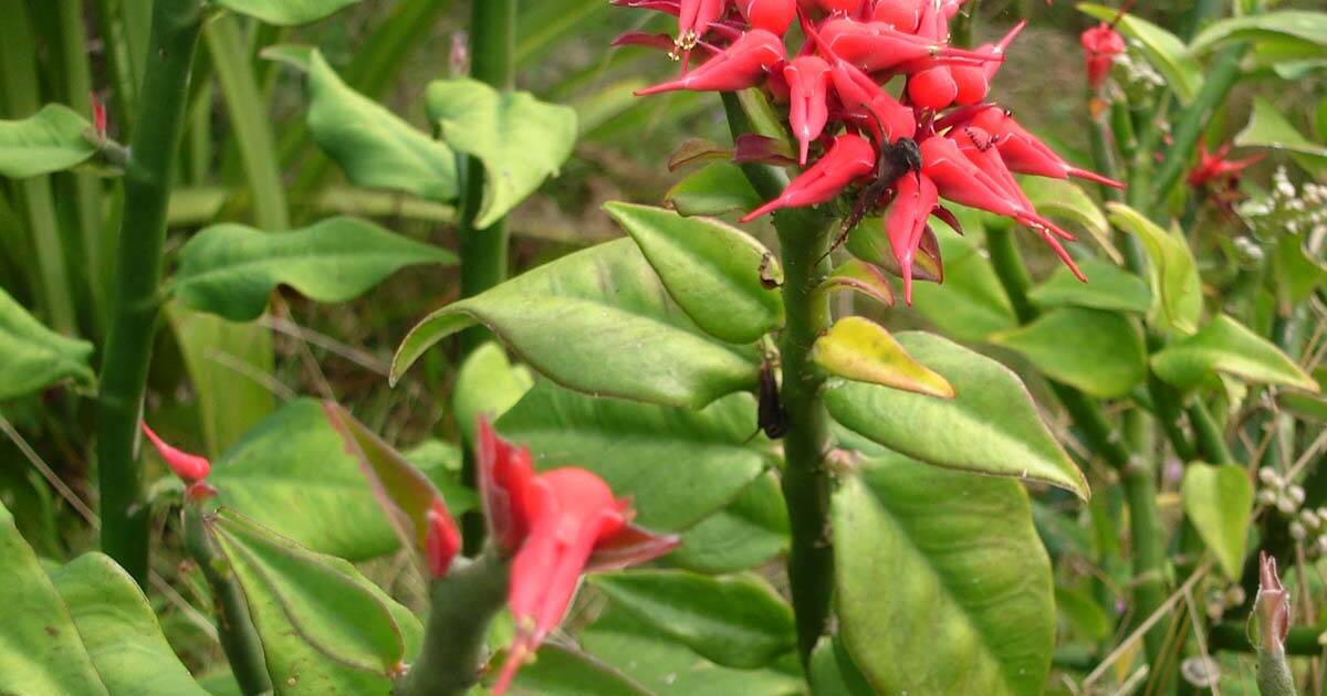 Devil’s Backbone Plant Care