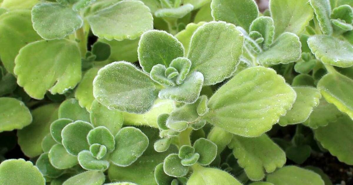 Vick’s Plant - Greenery With Beauty And Amazing Fragrance