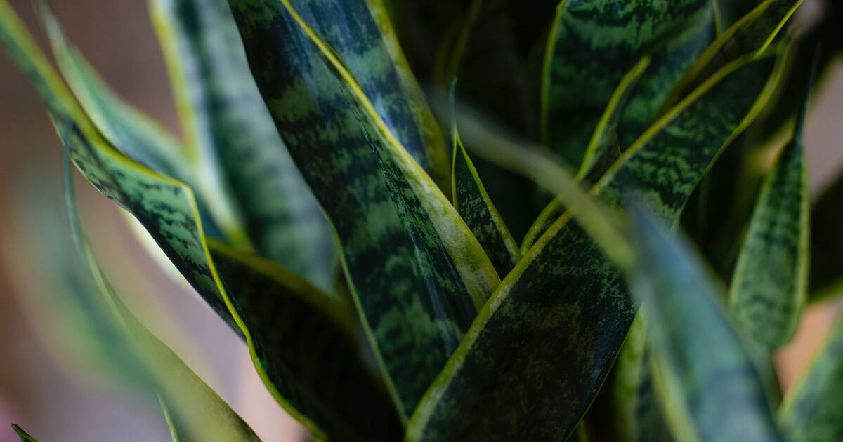 Snake Plant Care