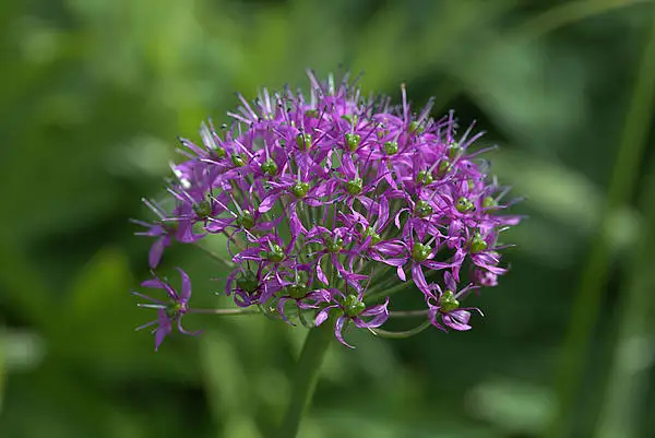 Himalaya Onion