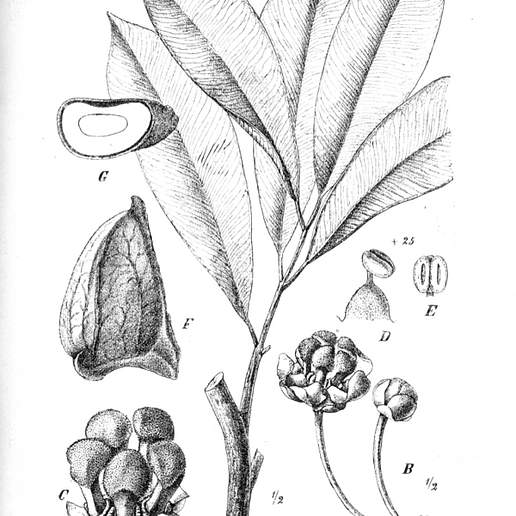 Allanblackia stuhlmannii