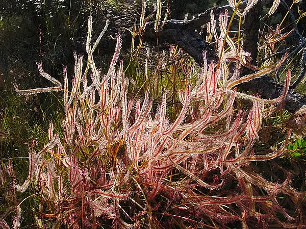 Sundew