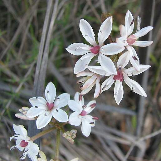 Burchardia umbellata