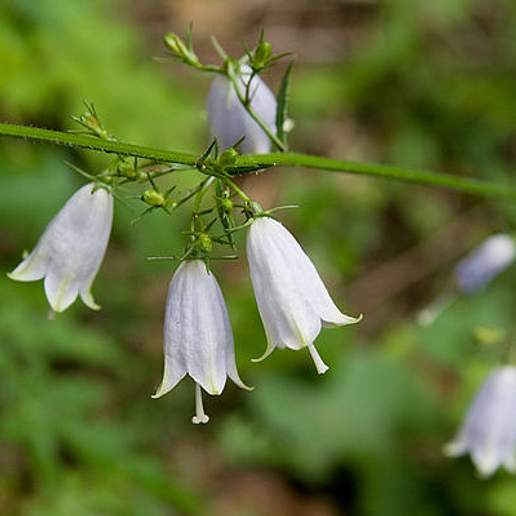 Giant Bellflower