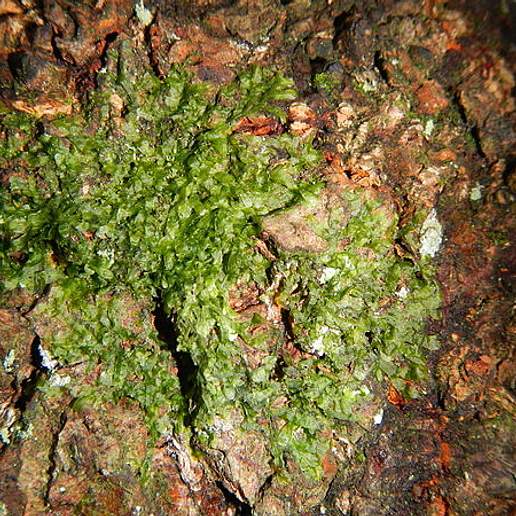 Metzgeria Planiuscula