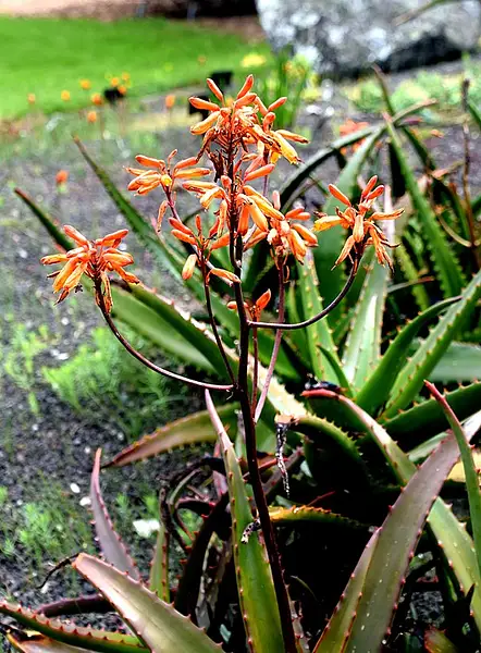 Socotrine Aloe