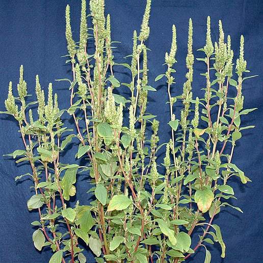 Polwell's Amaranth