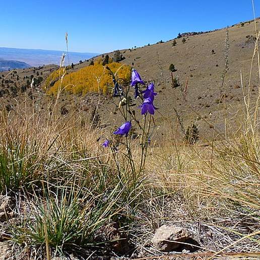 Rocky Mountain Bellflower