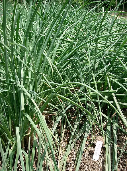 Japanese Scallion