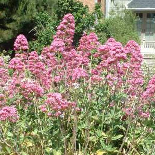Red Valerian