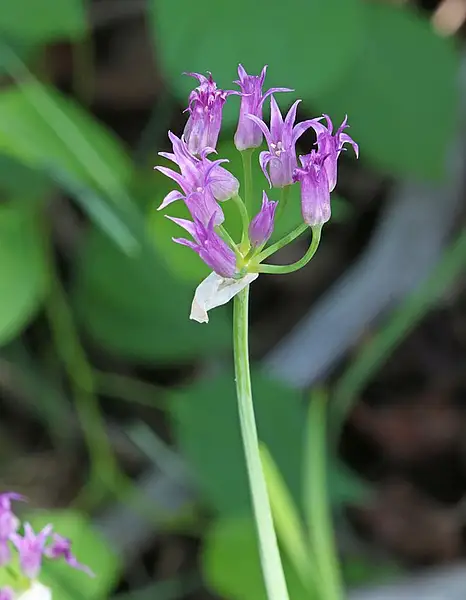 Shortstyle Onion