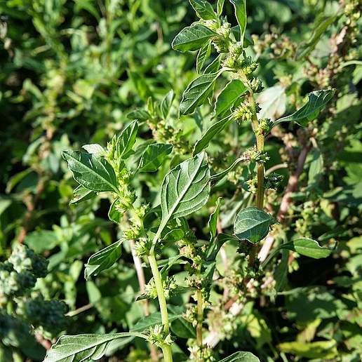 Spreading Pigweed