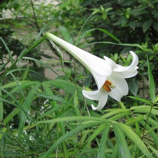 Formosan Lily