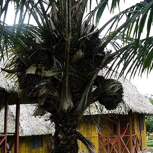 Ivory Palm