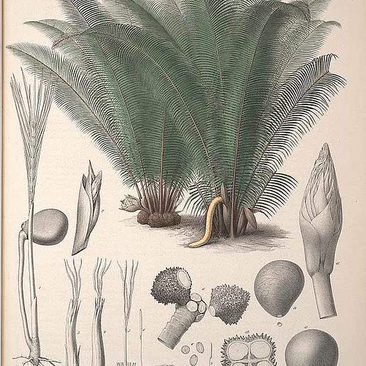 Ivory Palm