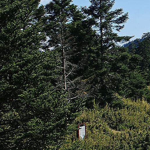 Formosan Fir