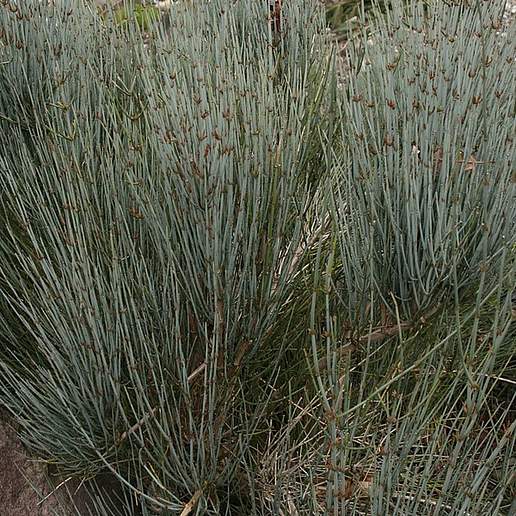 Ephedra intermedia