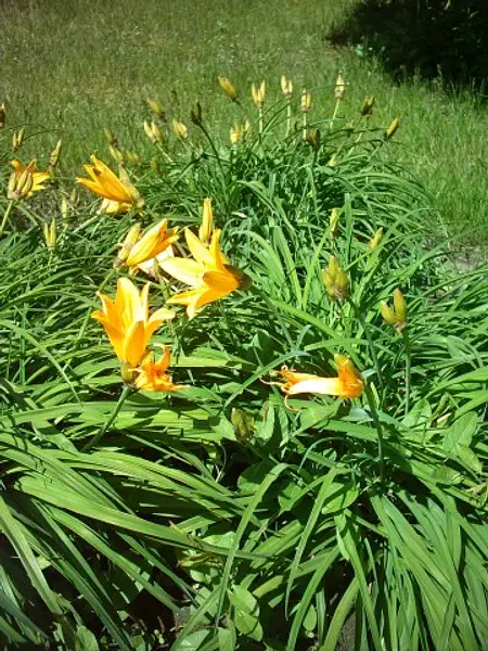 Amur Day Lily