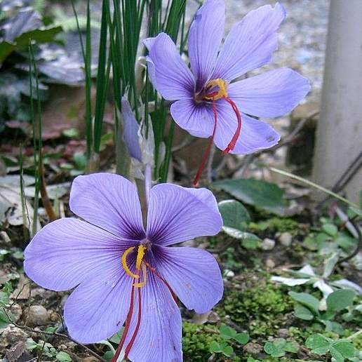 Saffron