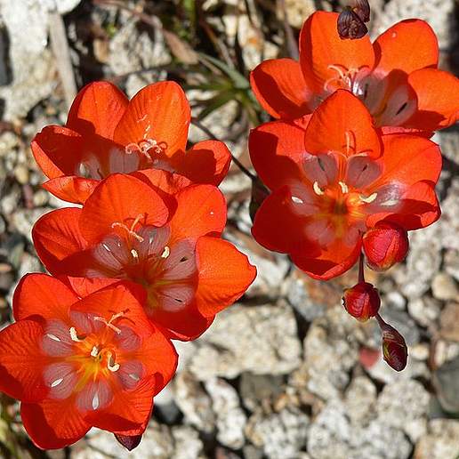 Flame Freesia
