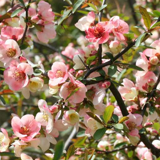 Chaenomeles cathayensis