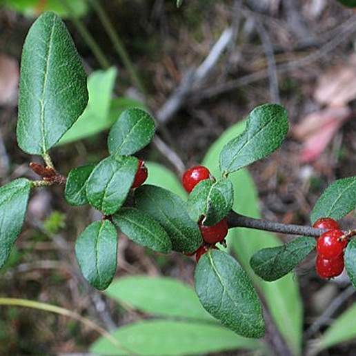 Canadian Buffalo Berry