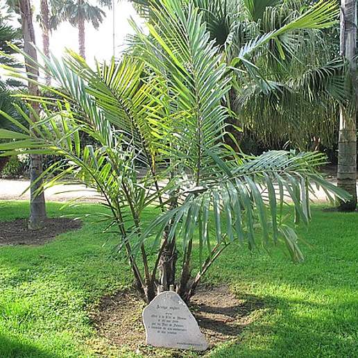 Formosa Palm