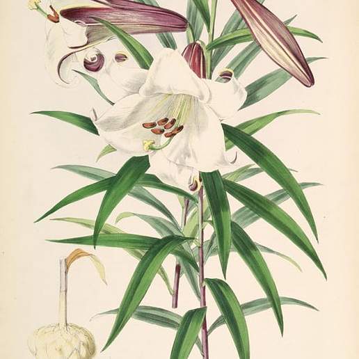 Brown's Lily