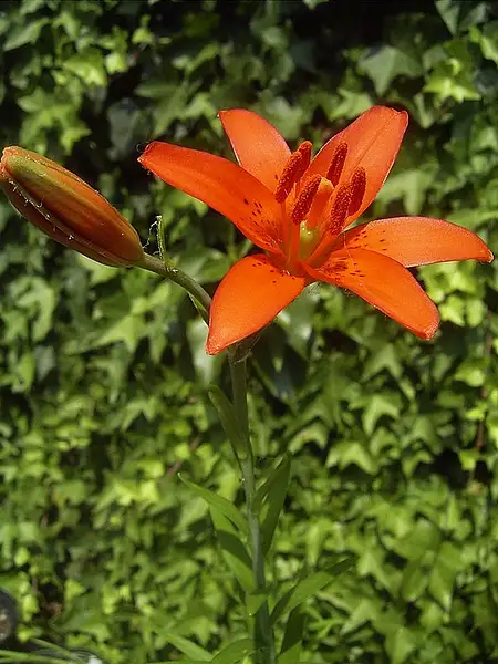 Star Lily