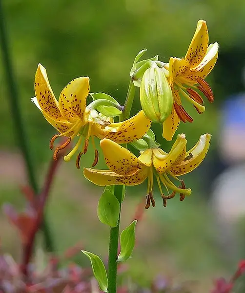Japanese Turk's Cap