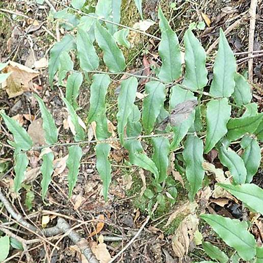 Asian Netvein Hollyfern