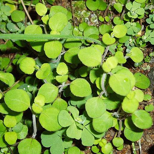 Mentha cunninghamii