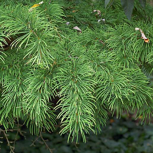 Chinese Golden Larch