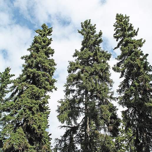 Dwarf Alberta Spruce