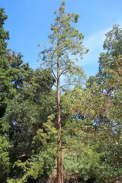 Chinese Water Fir