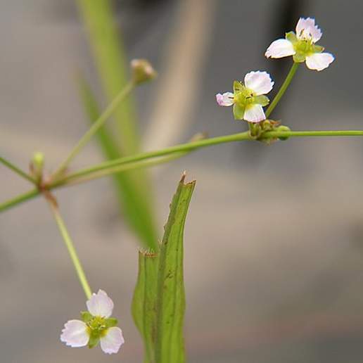 Alisma canaliculatum