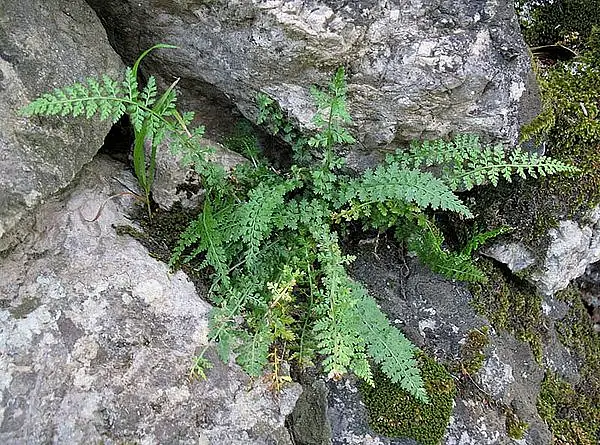 Smooth Rock Spleenwort