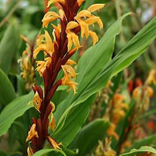 Cautleya spicata