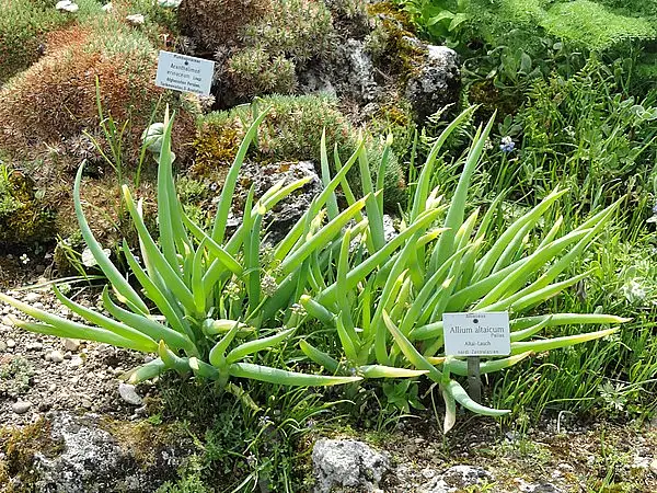 Altai Onion